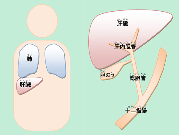 症状 ん 肝臓 が 初期 症状があらわれにくい肝機能障害